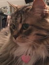 Josie 2