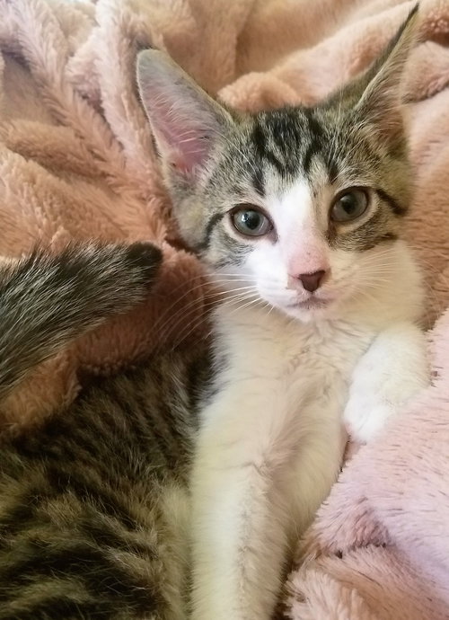 Atticus