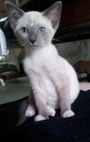 Brandy (Blue Point Siamese mix)