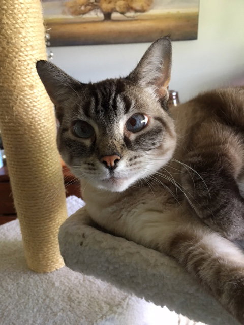 Chloe (part Siamese)