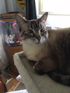 Chloe (part Siamese)