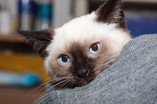 Dax (Siamese)