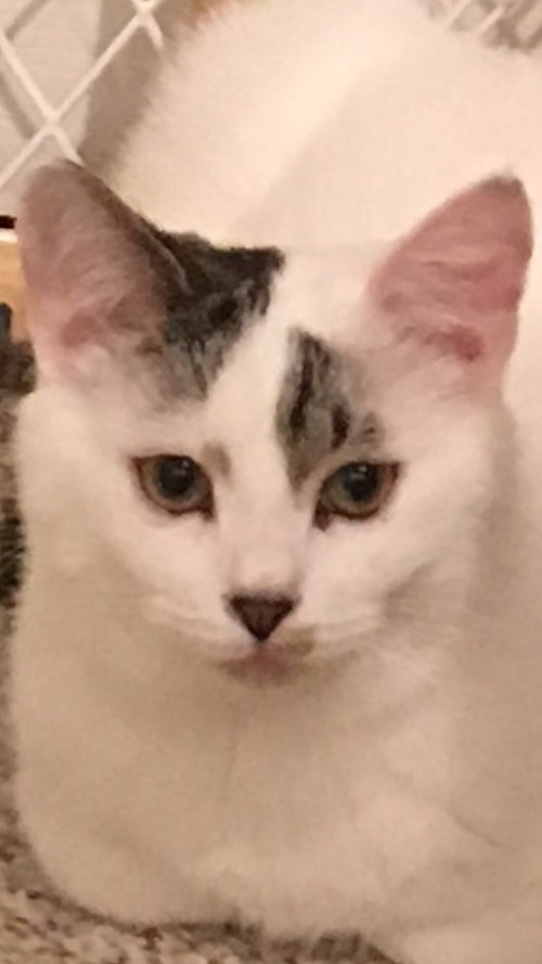 Brody (MUST BE ADOPTED WITH BRADLEY)