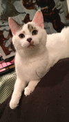 Brody (MUST BE ADOPTED WITH BRADLEY)