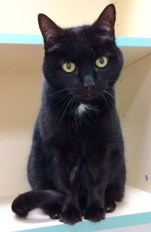 Cleo (FRONT PAW DECLAWED)