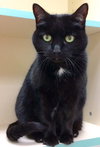 Cleo (FRONT PAW DECLAWED)
