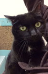 Cleo (FRONT PAW DECLAWED)