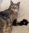 Tazz (FRONT PAW DECLAWED)