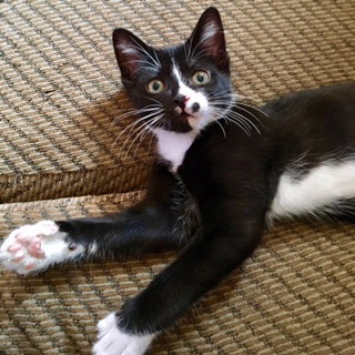 Archie