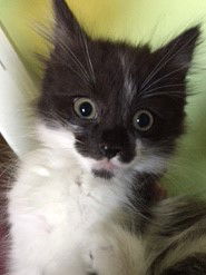 Nova