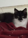 Nova