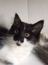 Nova