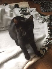 Bassanio
