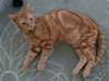 Copper