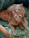 Copper