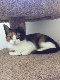 Mya