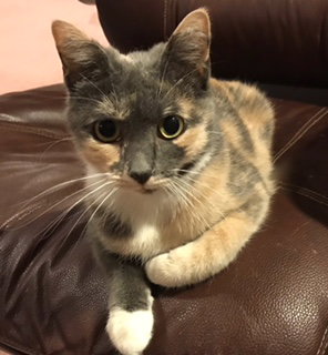 Cora