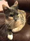 Cora