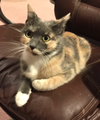 Cora