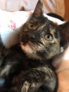 Cyndi