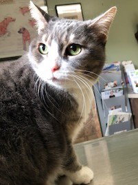 Briska (FRONT PAW DECLAWED)