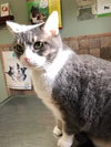 Briska (FRONT PAW DECLAWED)