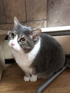 Briska (FRONT PAW DECLAWED)