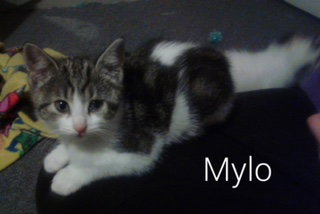 Mylo