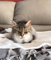 Noel