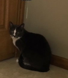 Chip (FRONT PAW DECLAWED)