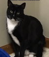 Chip (FRONT PAW DECLAWED)