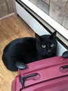 Panther