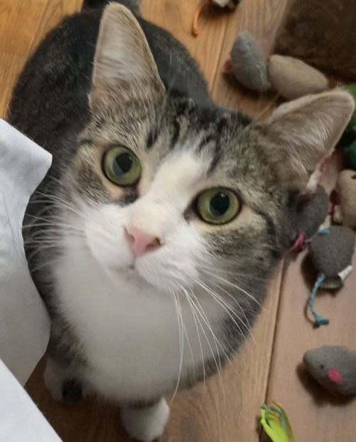 Elise