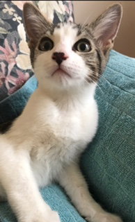 Chico