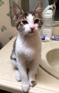 Peanut
