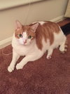 Bubba (FRONT PAW DECLAWED)