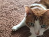 Bubba (FRONT PAW DECLAWED)