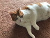 Bubba (FRONT PAW DECLAWED)