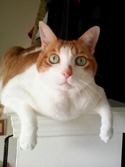 Bubba (FRONT PAW DECLAWED)