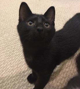 JJ