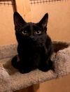 Bixter - (must be adopted w/BabyGirl)