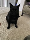 Bixter - (must be adopted w/BabyGirl)