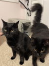 Bixter - (must be adopted w/BabyGirl)
