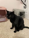 Bixter - (must be adopted w/BabyGirl)