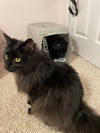 Bixter - (must be adopted w/BabyGirl)