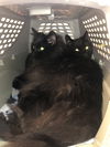 Bixter - (must be adopted w/BabyGirl)