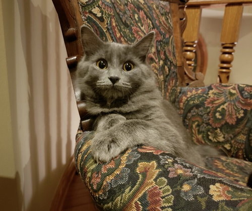 Artemis