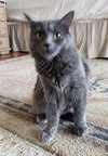 Artemis