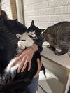 Junior - (Must be adopted w/Olivia)