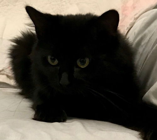 Nikita